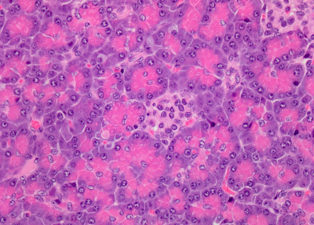 2025/2026 Institute of Histology and Embryology
