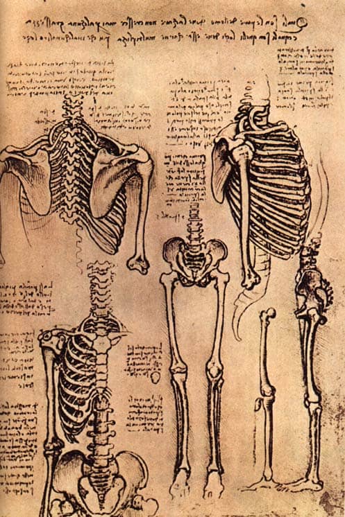 2025/2026 ANATOMY 1