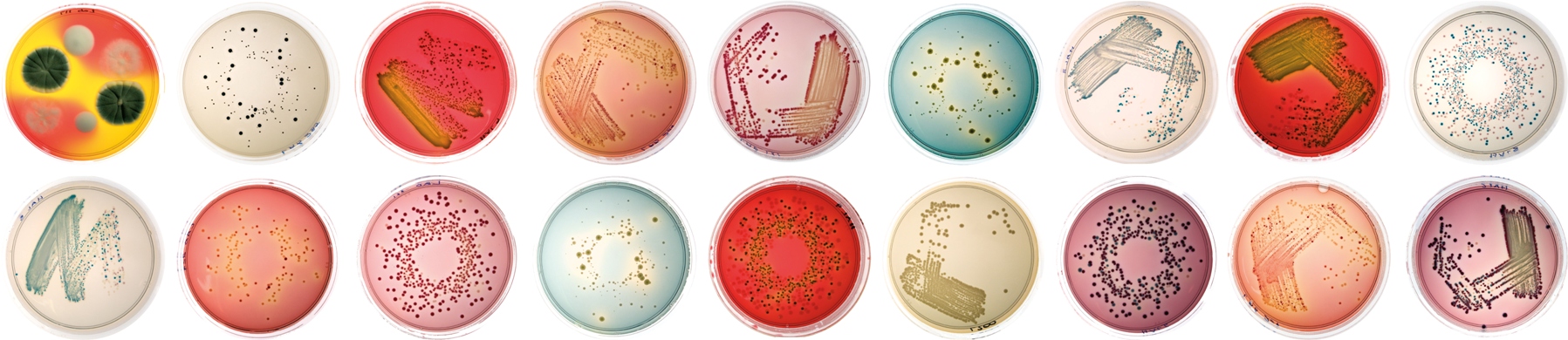 2025/2026 Microbiology for pharmacists